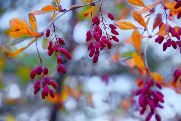 Berberine Benefits: A Complete Guide