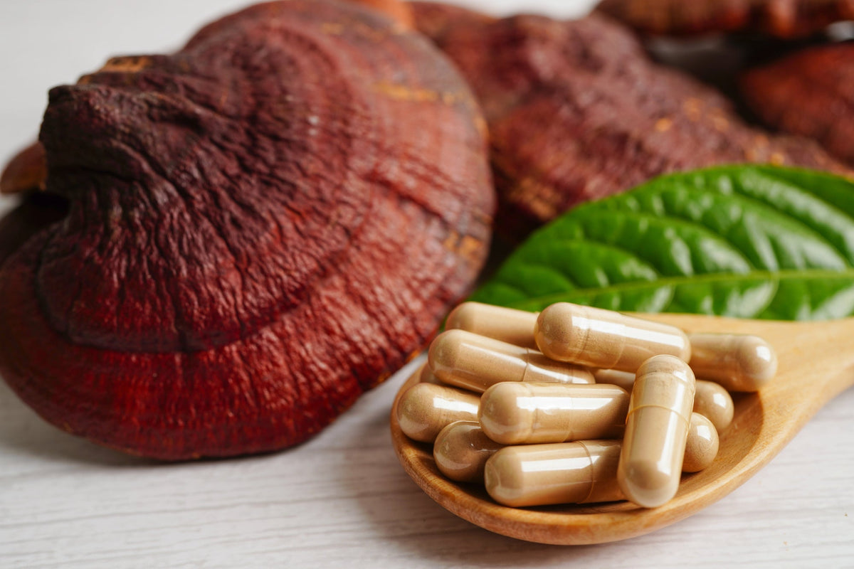 Best Mushroom Supplement: What to Look For